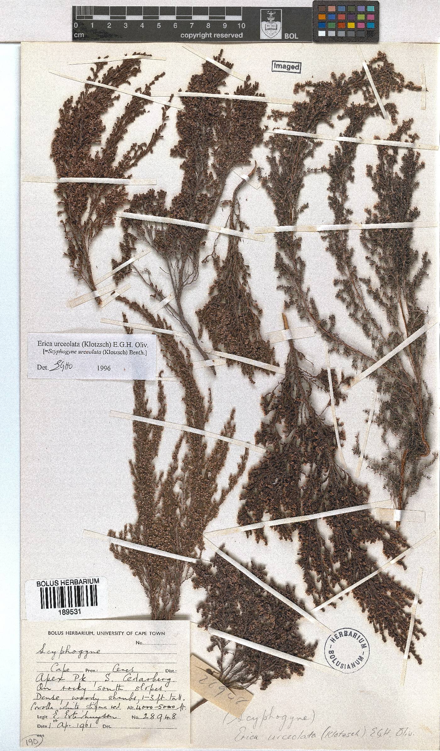 Erica urceolata image