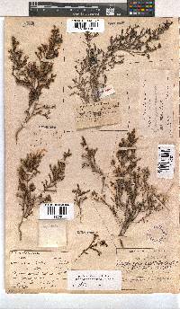 Erica phacelanthera image