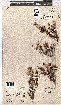 Erica sonderiana image