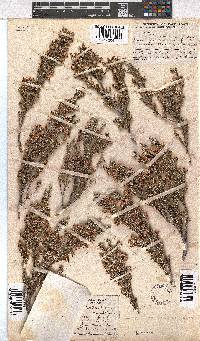 Erica sonderiana image