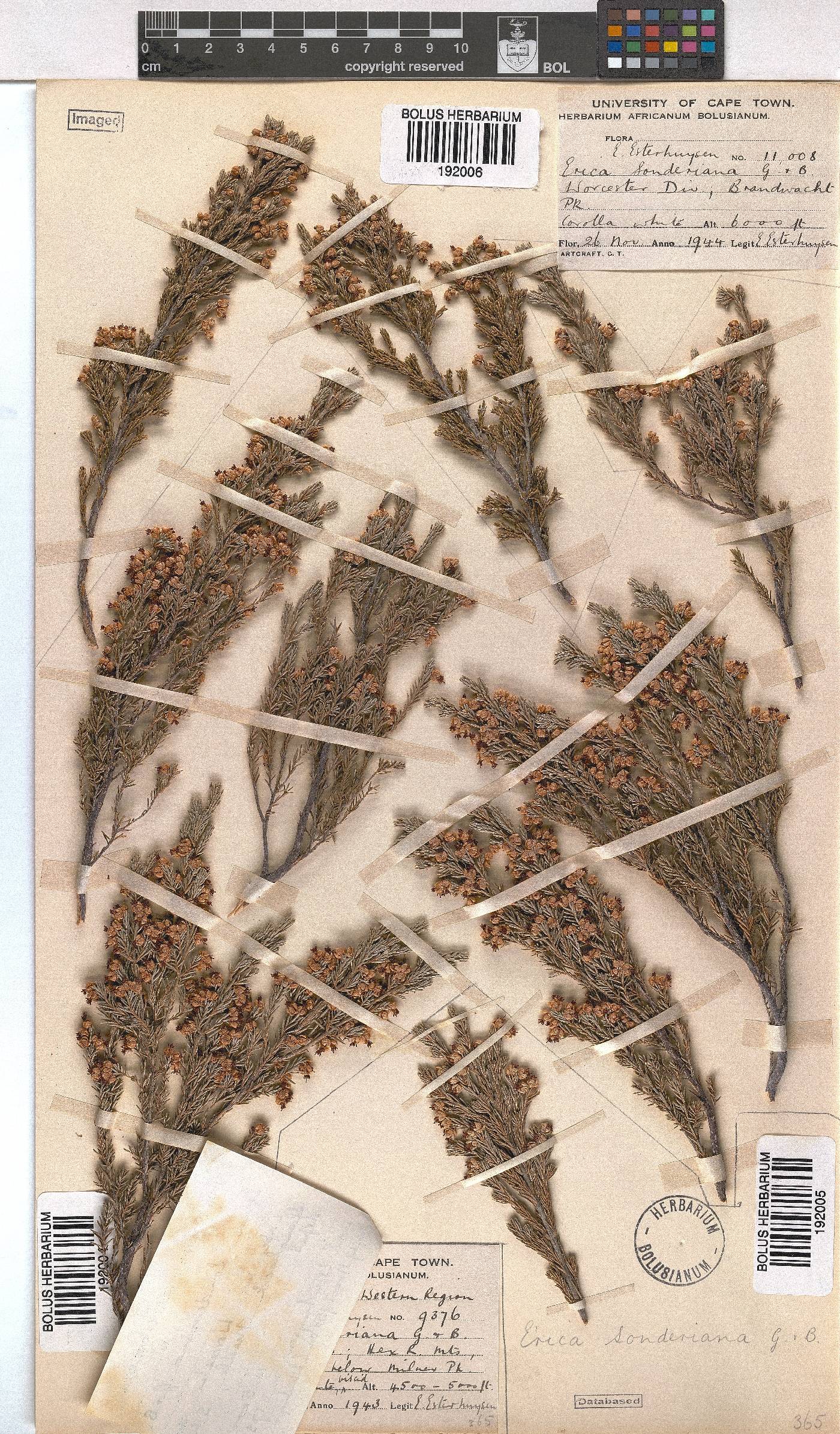 Erica sonderiana image