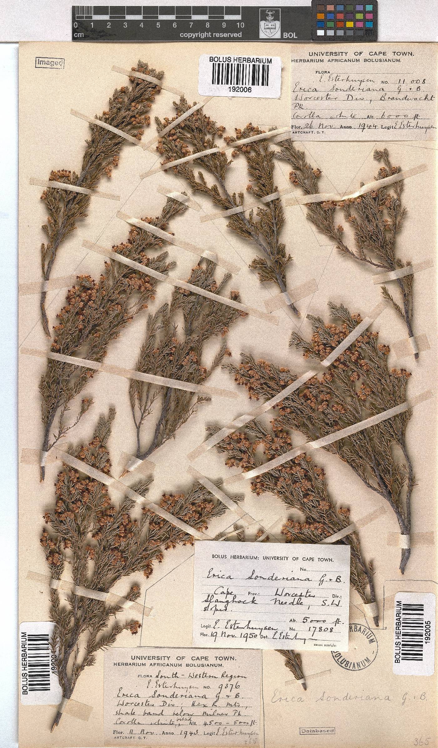 Erica sonderiana image