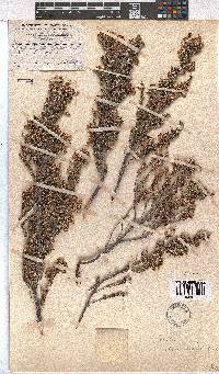 Erica sonderiana image