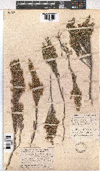 Erica sonderiana image