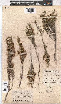 Erica sonderiana image