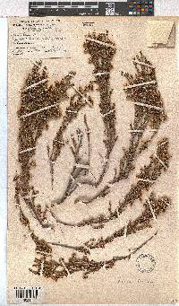 Erica sonderiana image