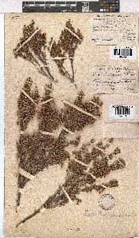 Erica sonderiana image