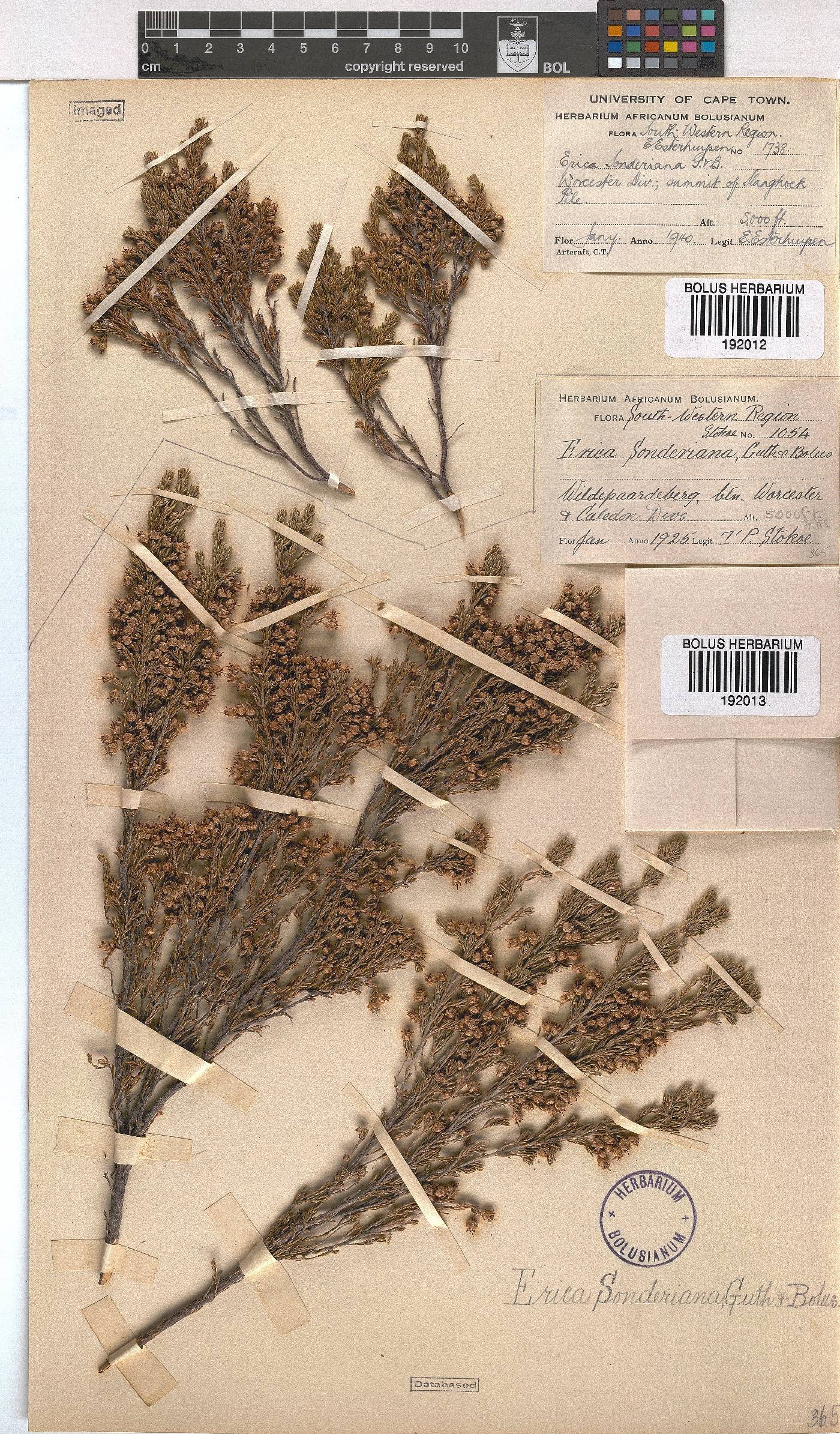 Erica sonderiana image