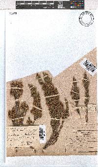 Erica sonderiana image