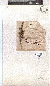 Erica sonderiana image