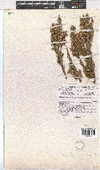 Erica sonderiana image