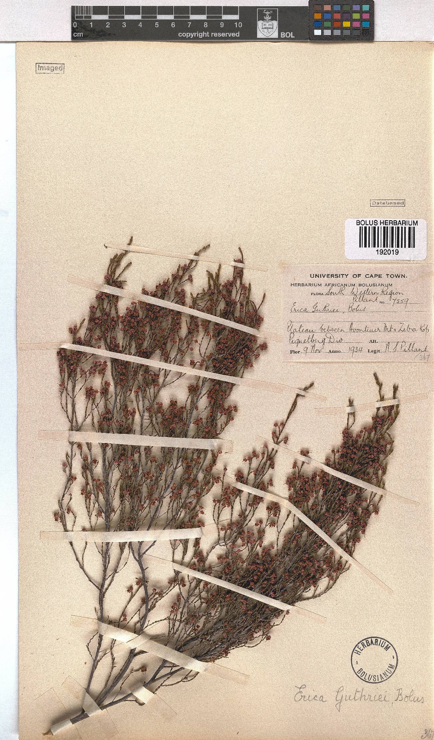 Erica guthriei image