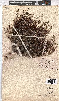 Erica guthriei image