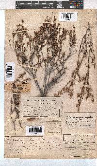 Erica azaleifolia image