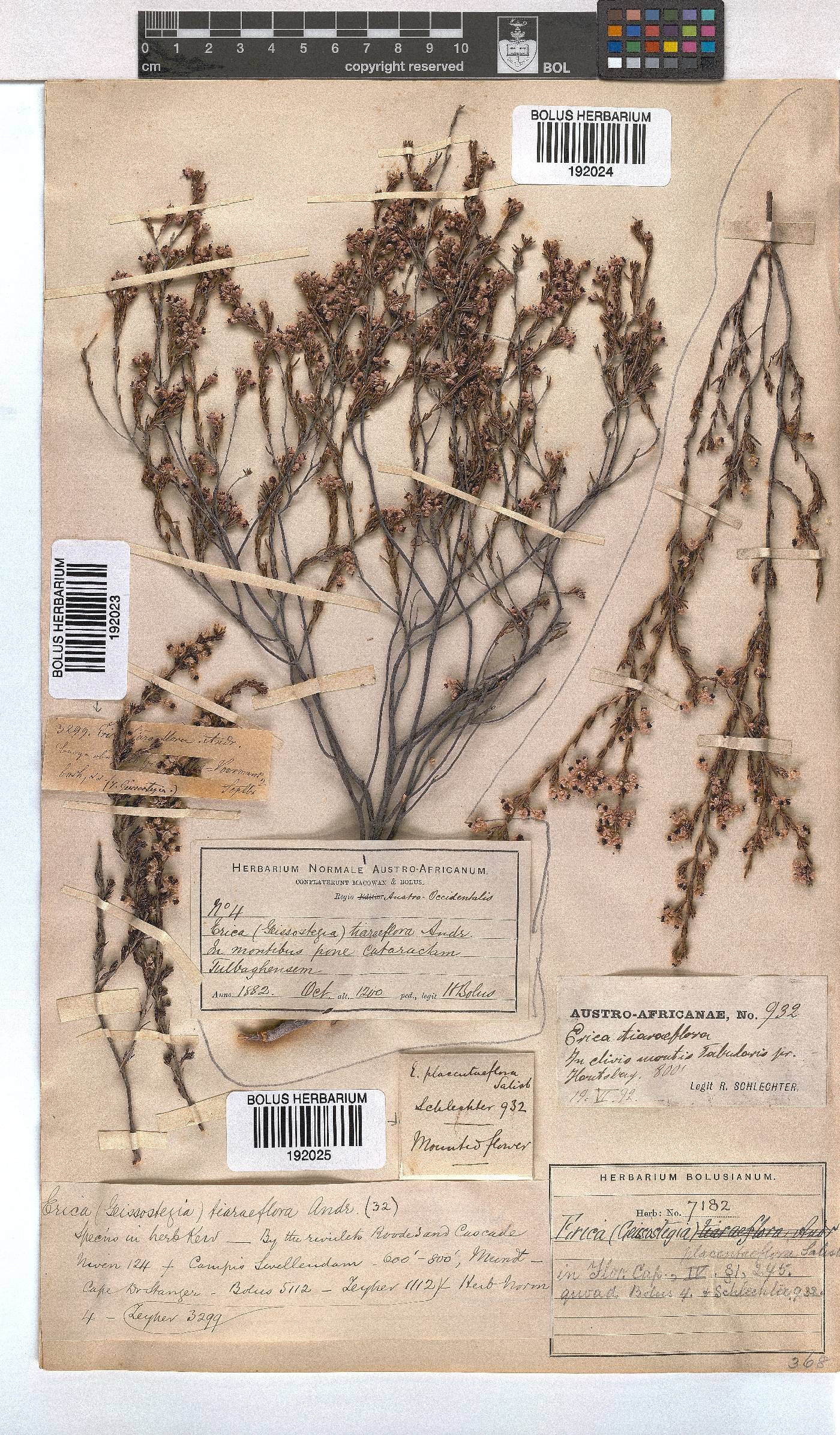 Erica azaleifolia image