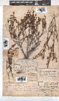 Erica azaleifolia image