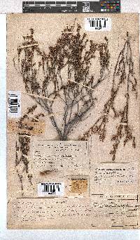 Erica azaleifolia image