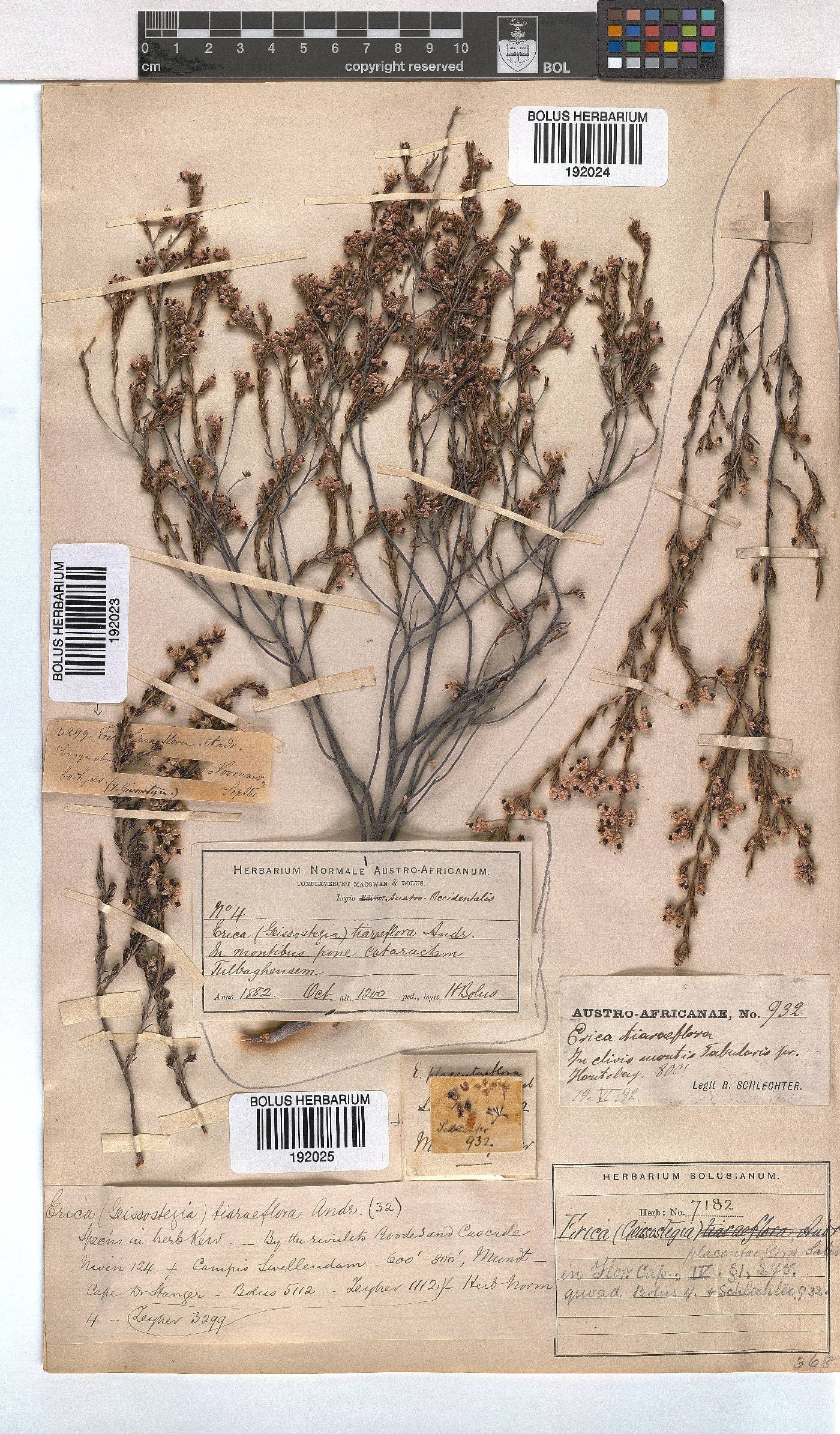 Erica azaleifolia image