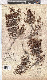 Erica azaleifolia image