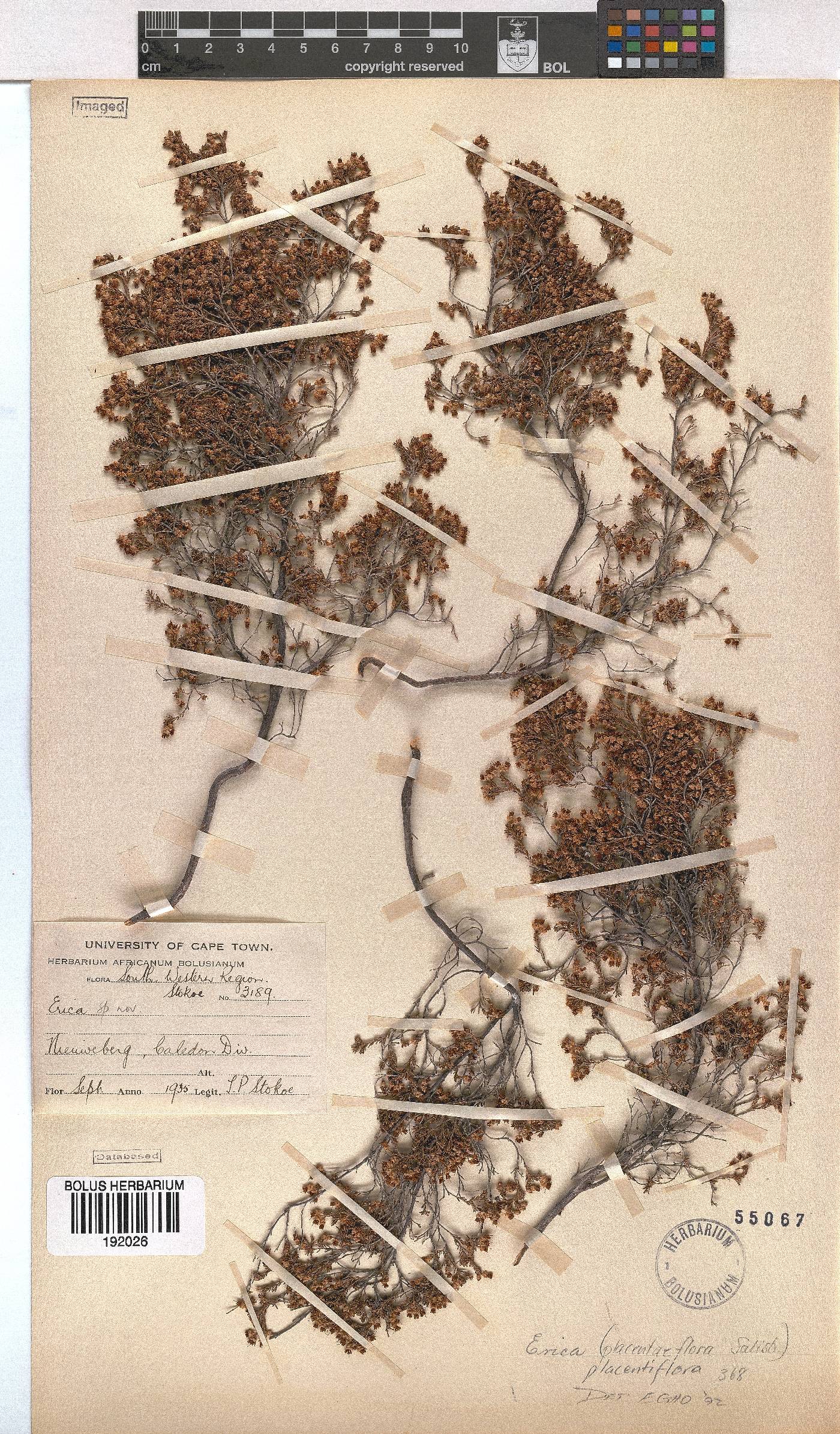 Erica azaleifolia image