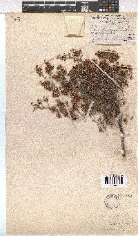 Erica azaleifolia image