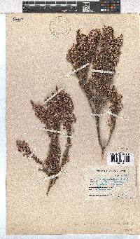 Erica placentiflora image