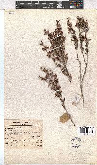 Erica placentiflora image