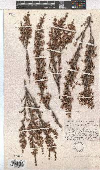 Erica sonderiana image