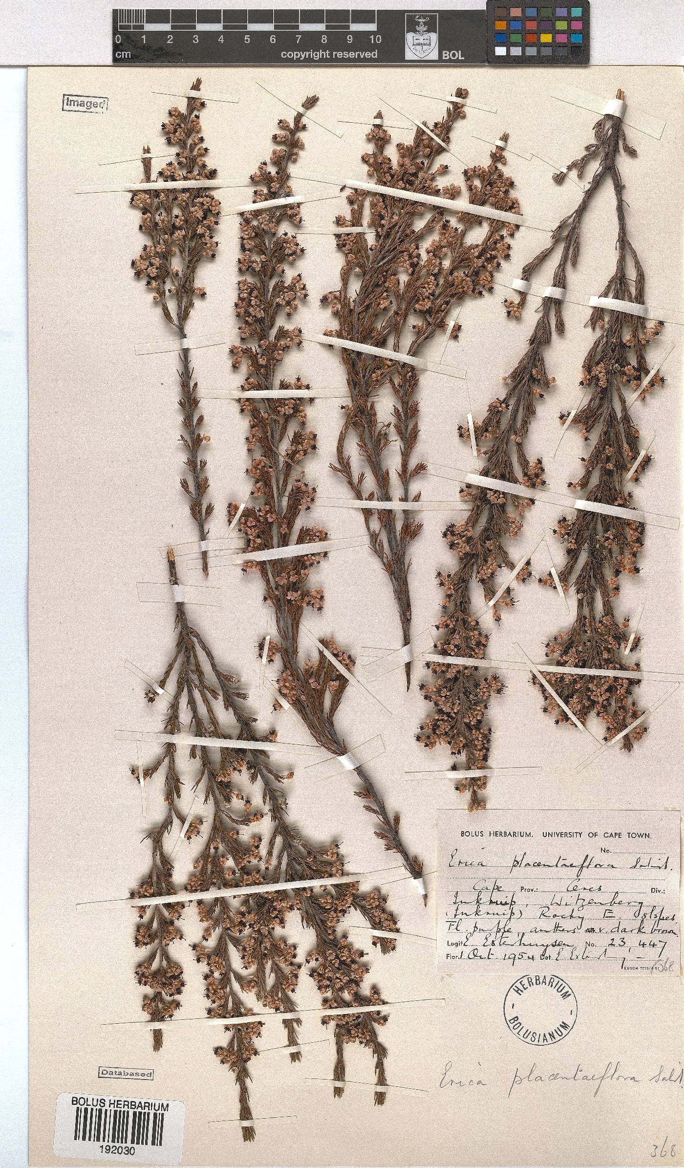 Erica sonderiana image