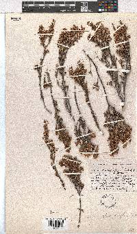 Erica sonderiana image