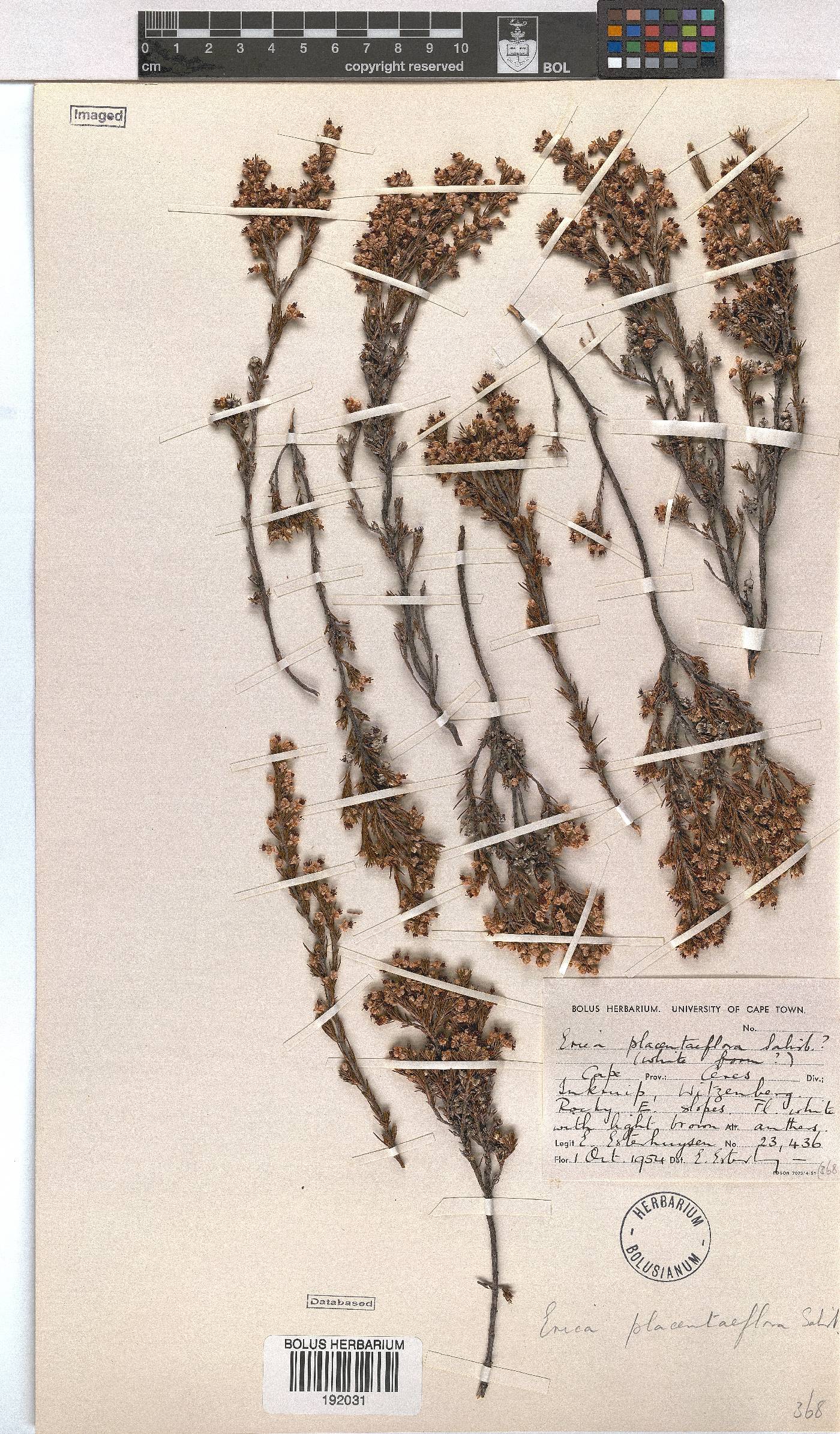 Erica sonderiana image
