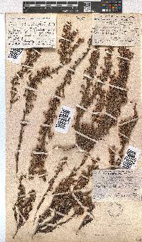 Erica placentiflora image