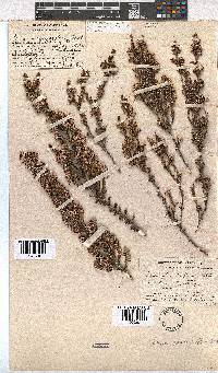 Erica placentiflora image