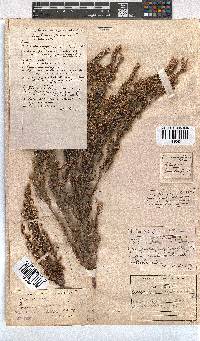 Erica placentiflora image