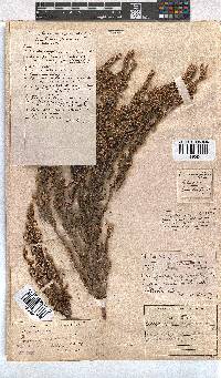 Erica placentiflora image