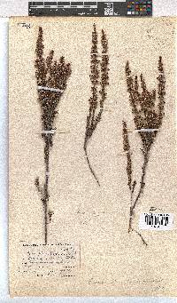 Erica placentiflora image