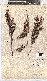 Erica placentiflora image