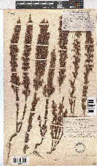 Erica placentiflora image