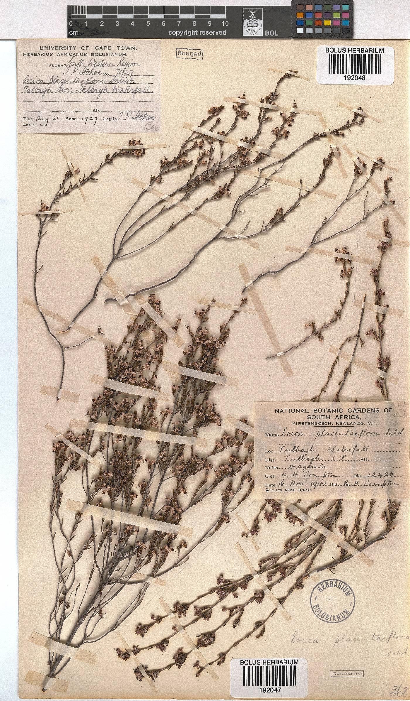 Erica placentiflora image