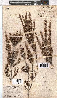 Erica placentiflora image