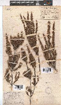 Erica placentiflora image