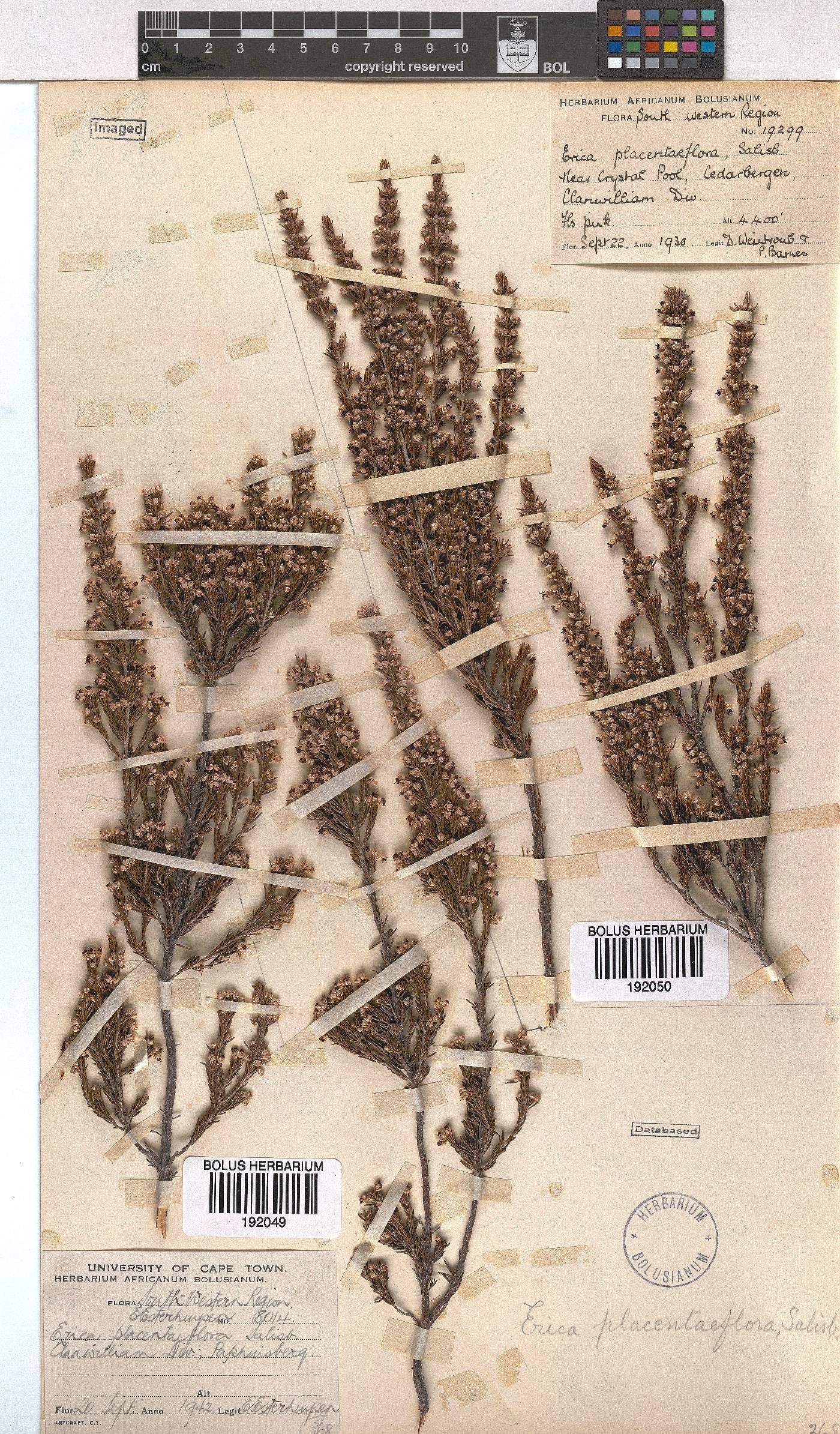 Erica placentiflora image