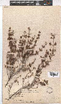 Erica placentiflora image