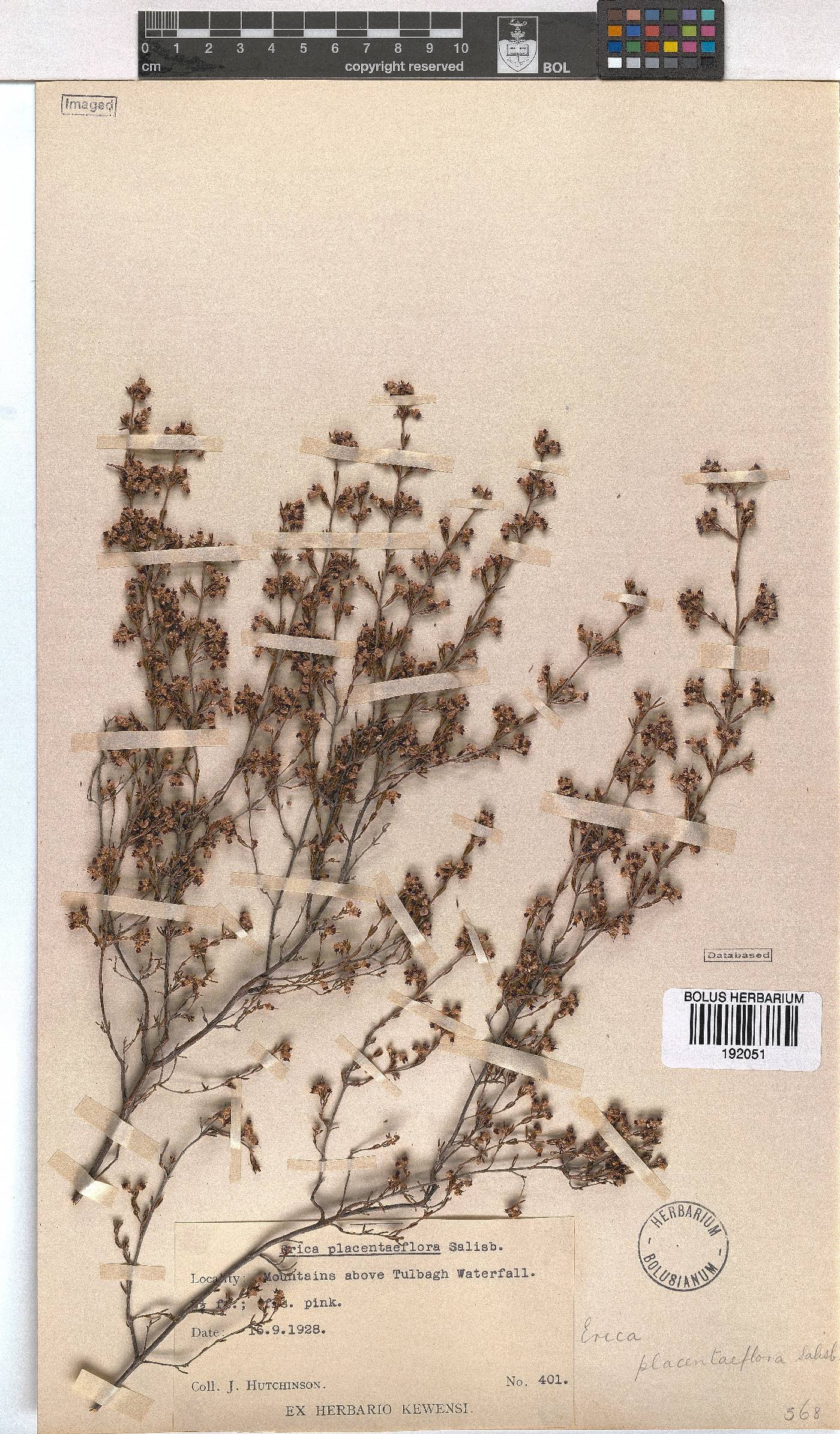 Erica placentiflora image