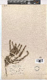 Erica placentiflora image