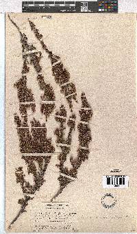 Erica placentiflora image