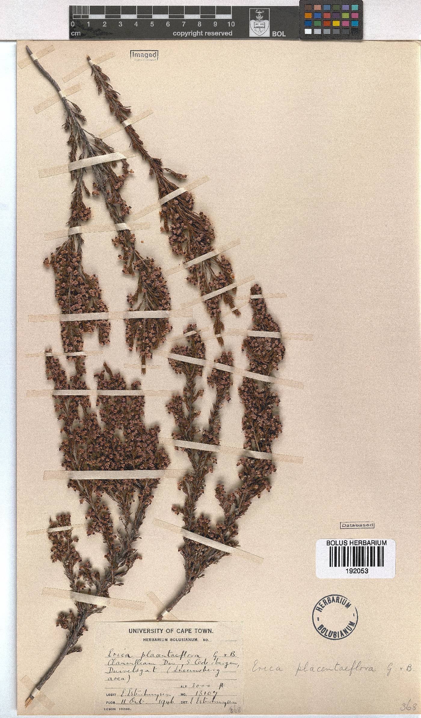 Erica placentiflora image