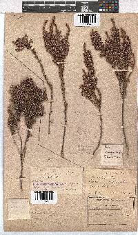 Erica placentiflora image