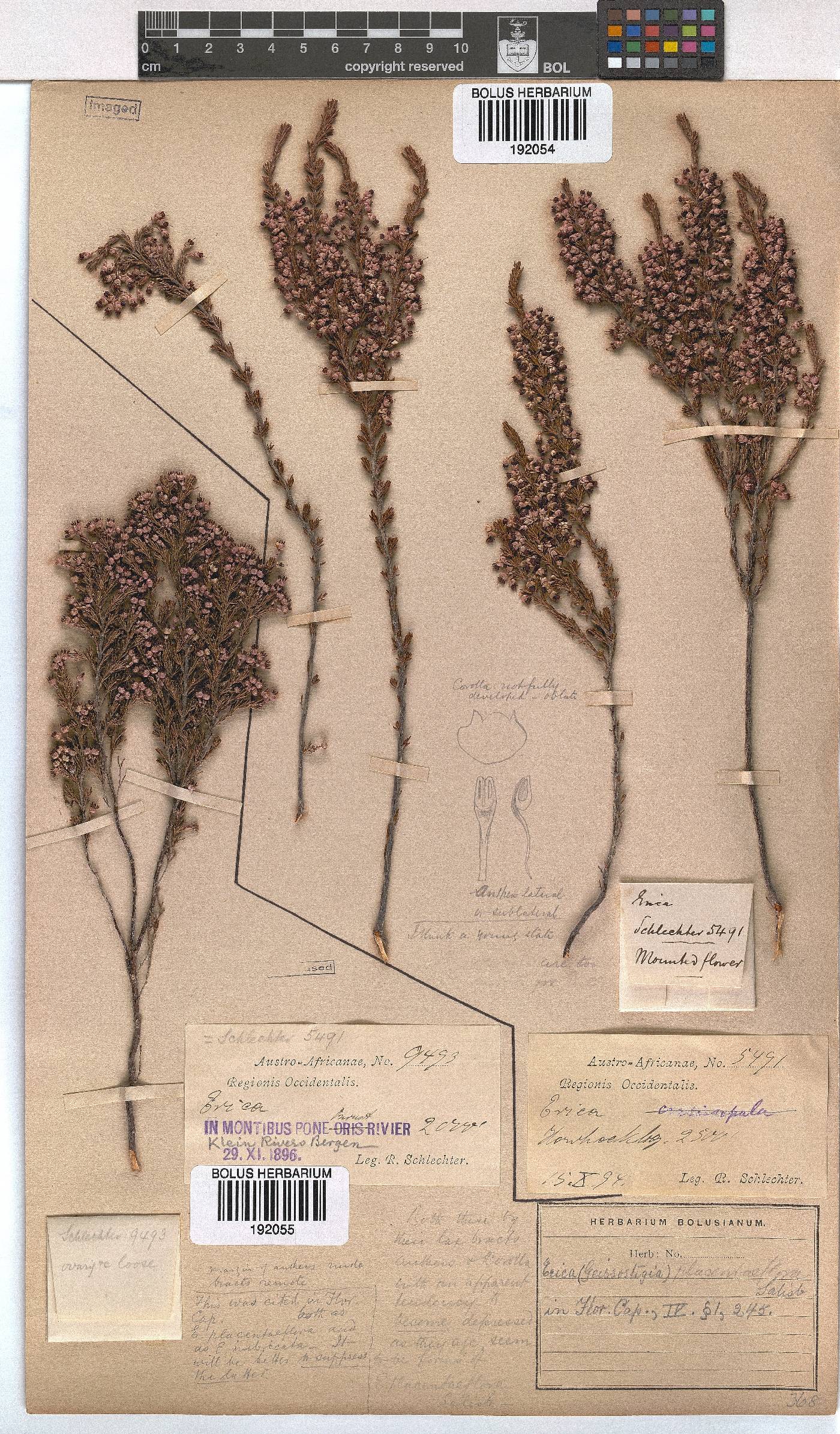 Erica placentiflora image