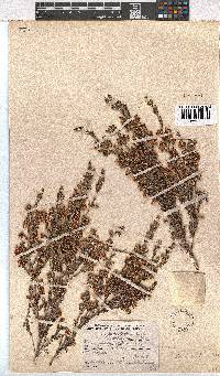 Erica placentiflora image